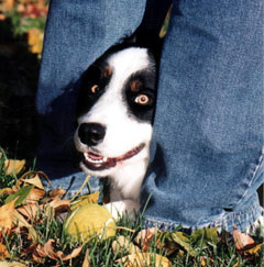 Milo and His Tennis Ball