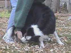 Neck, Shoulder and Back
Stretch to Rear Foot Final Position