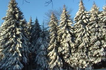 Snowy Trees