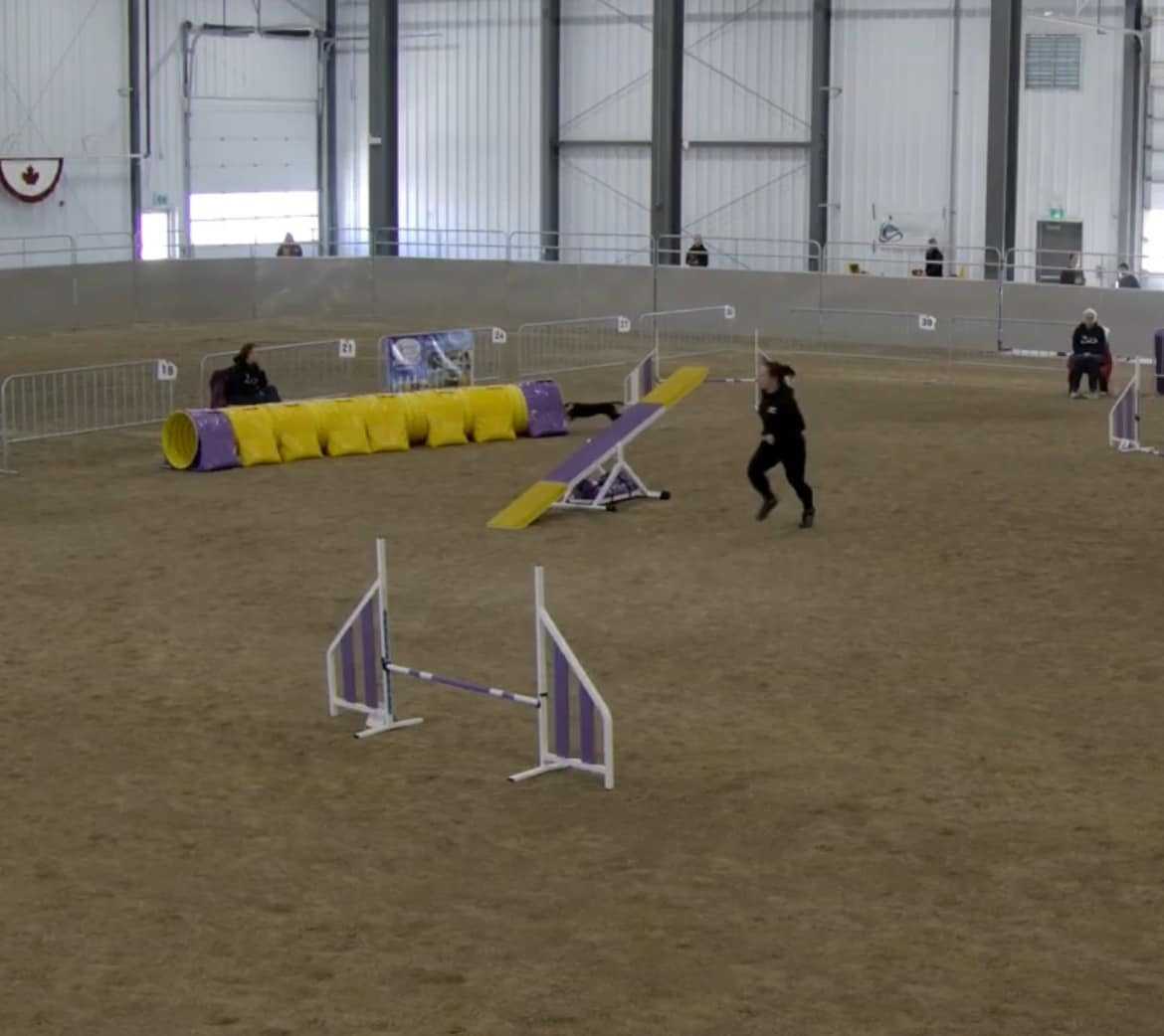A Handler Running Toward the Up End of the Teeter A Handler Running Toward the Up End of the Teeter
