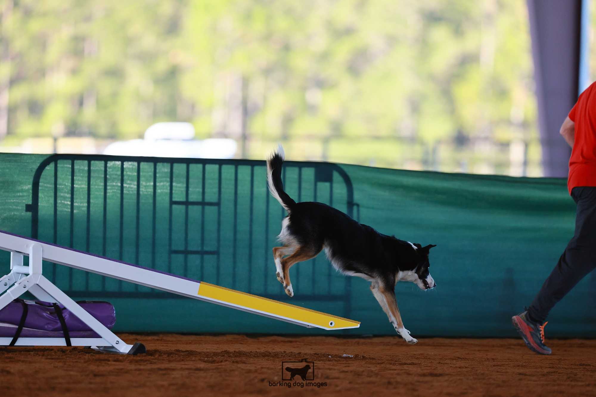 Just couldn't stop in time in UKI Agility.