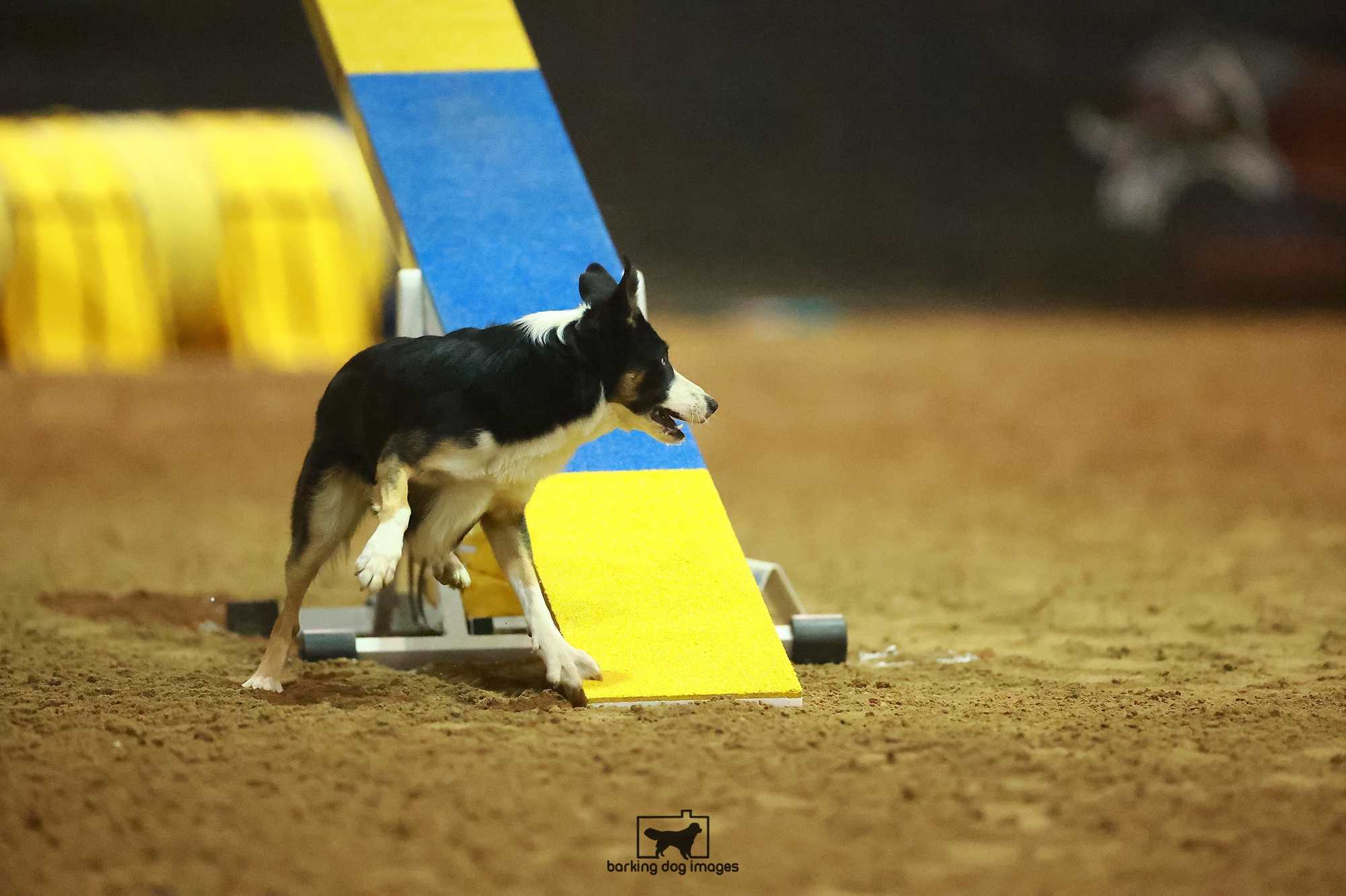 In Gamblers final he slammed the board down so hard/fast he got bounced off to the side!