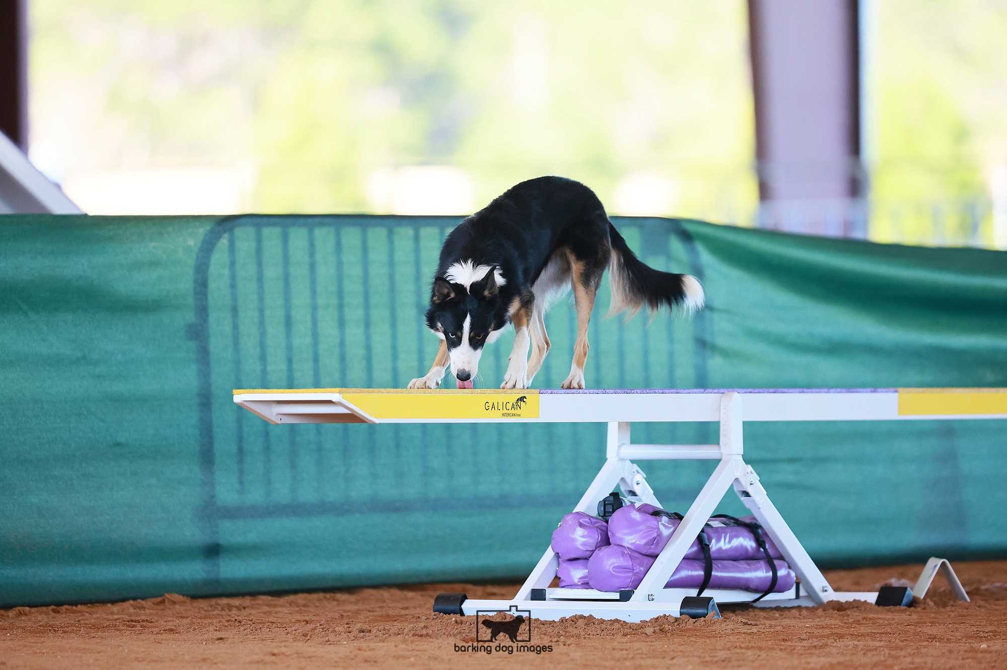 I've never seen him lick a teeter ever before!